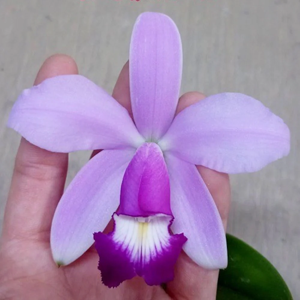 Cattleya violacea 'Pink’ parfumata