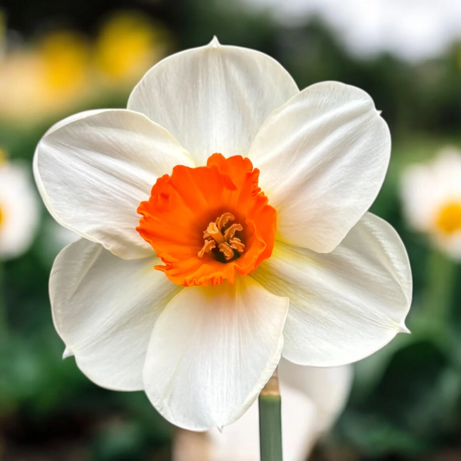 Narcise speciale parfumate – Narcisus 'Barrett Browning’