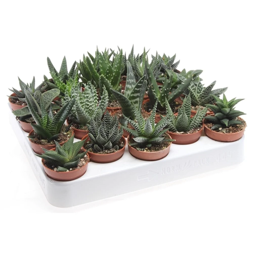 Aloe Haworthia – mix de specii