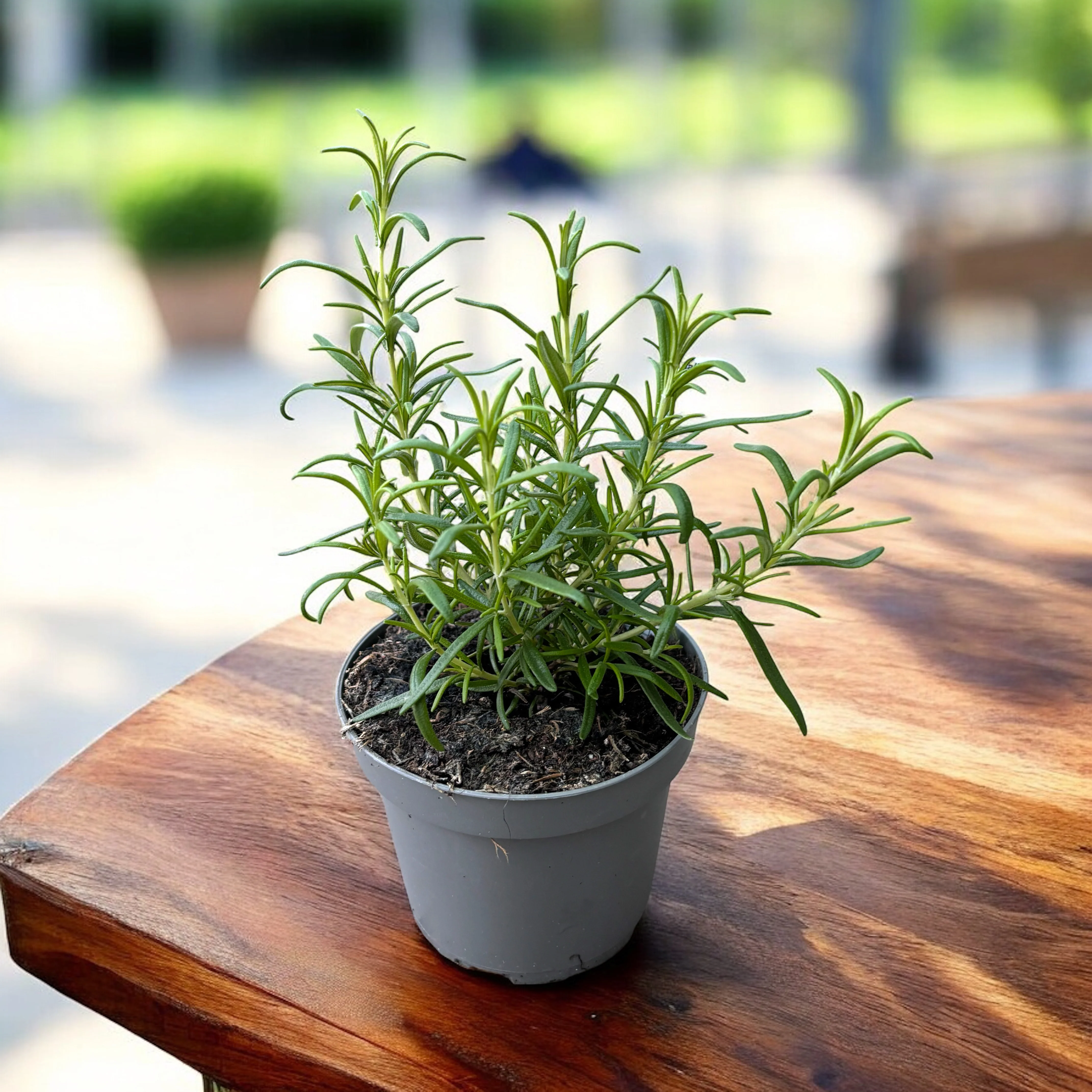Rozmarin in ghiveci – Rosmarinus officinalis 'Speedy’ – Cultura biologica