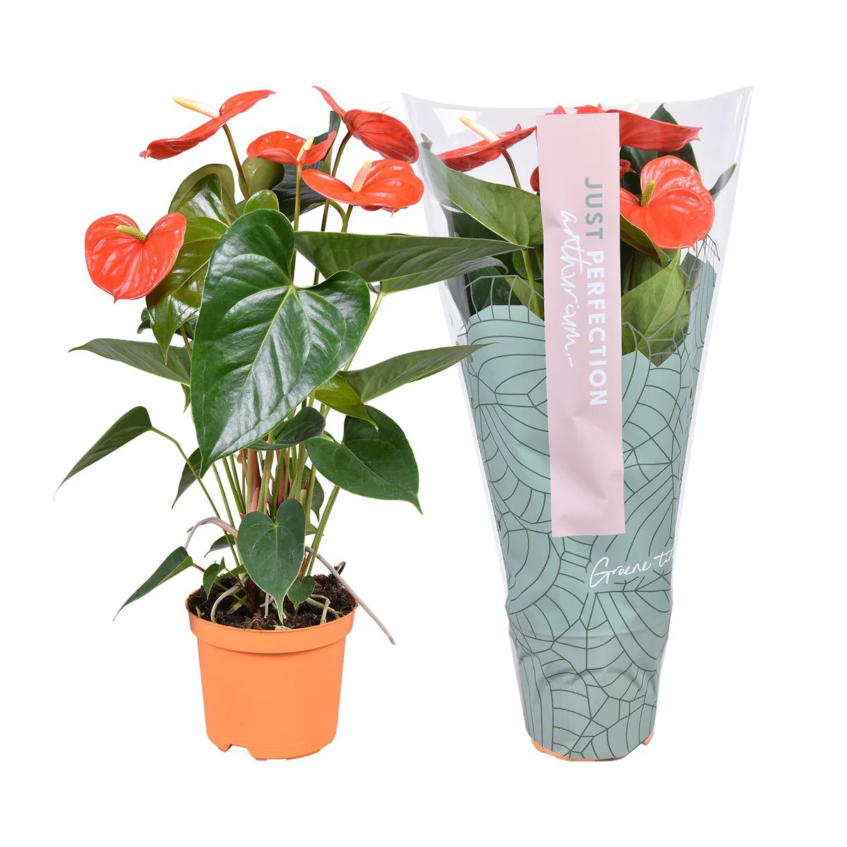 Anthurium 'Atlas’ (Floarea Flamingo)