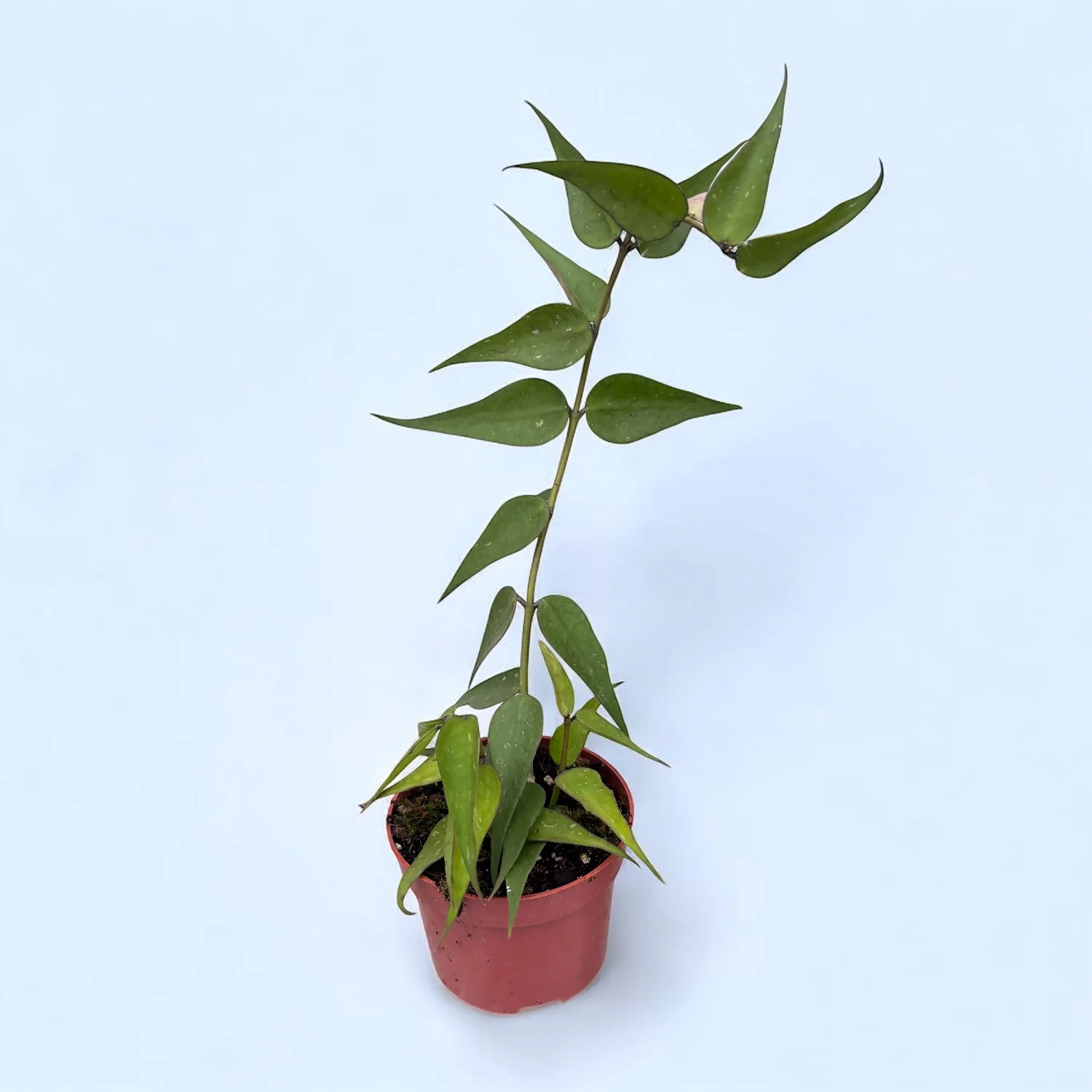 Hoya burmanica