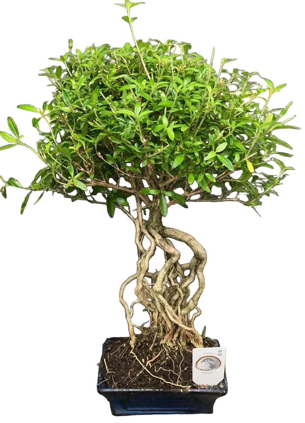 Bonsai Serissa
