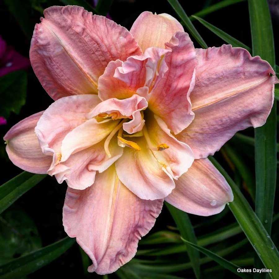 Hemerocallis ‘Elaine Strutt’ (crin de o zi) – eleganta clasica in nuante calde
