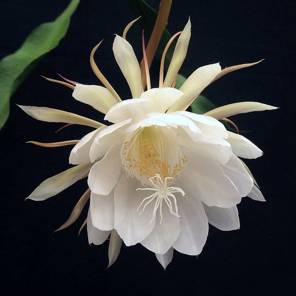 Cutting (butas) Epiphyllum oxypetalum