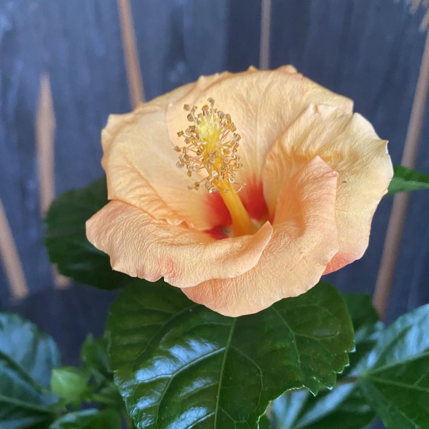 Hibiscus rosa-sinensis Daphne – 2plante/ghiveci