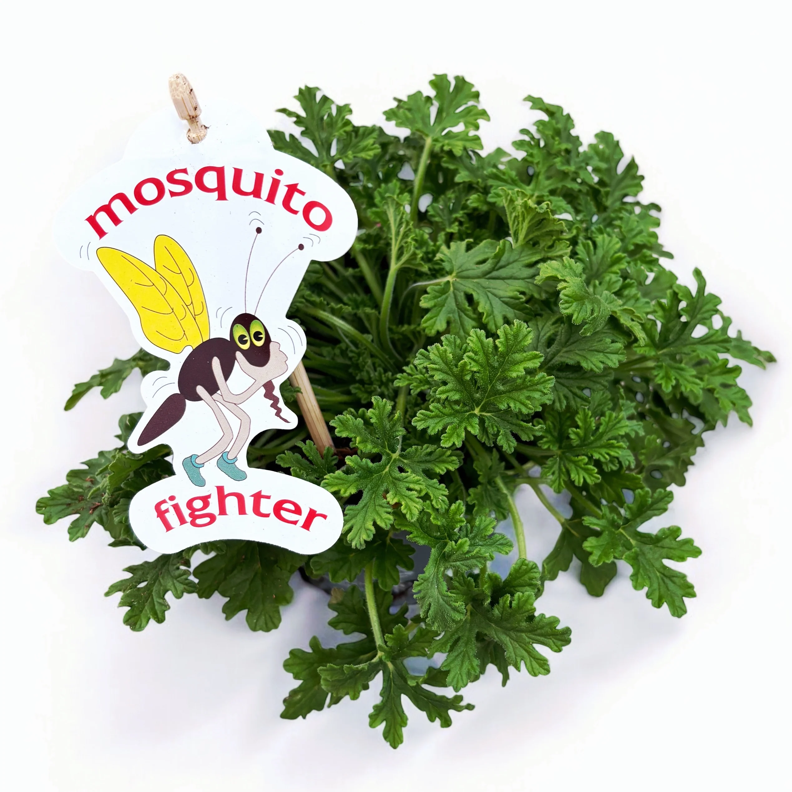 Muscate parfumate antitantari – Pelargonium graveolens 'Lemon’ (Indrusaim)