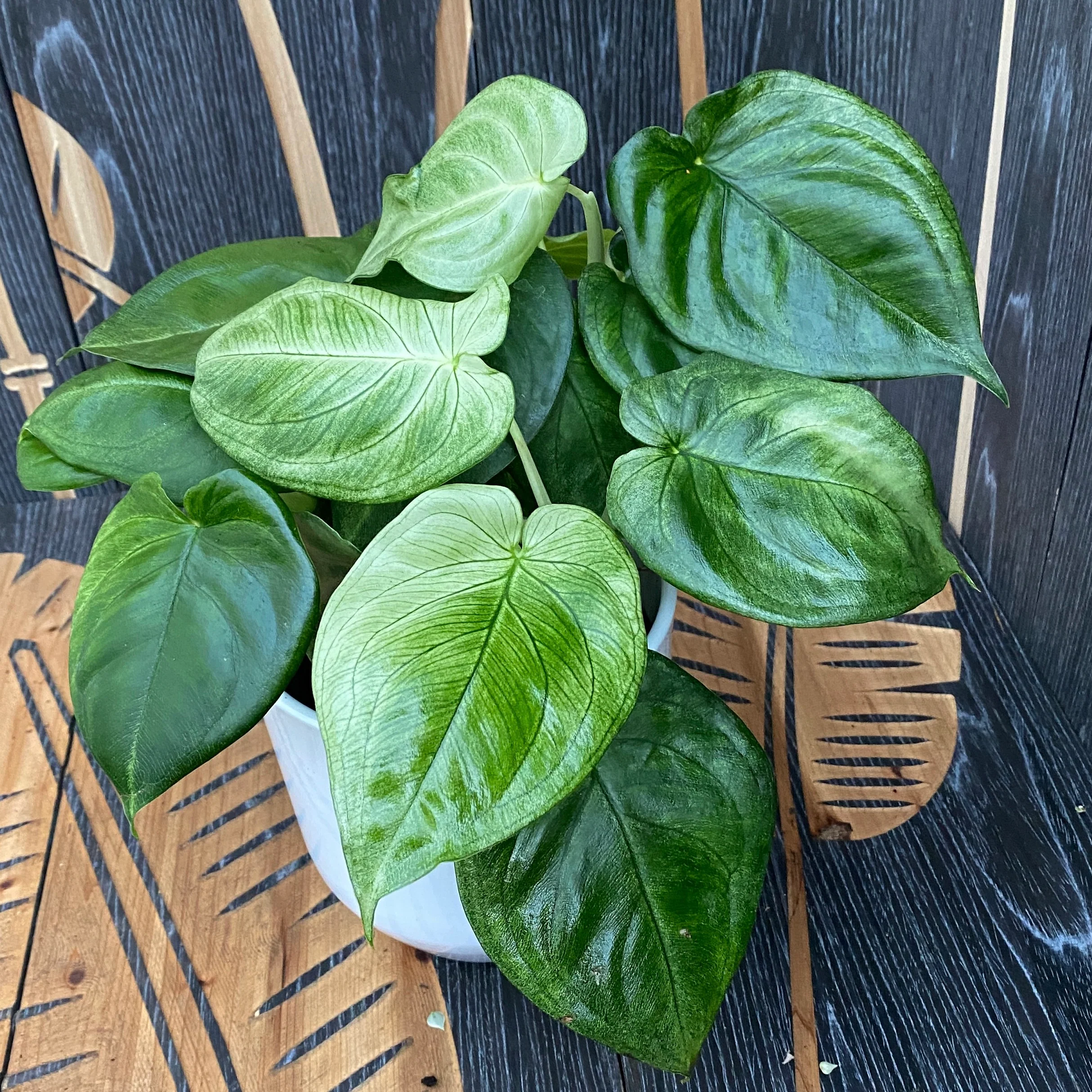 Syngonium macrophyllum 'Ice Frost’ (Frosted Heart) – exemplare XL (2-3 plante/ghiveci)