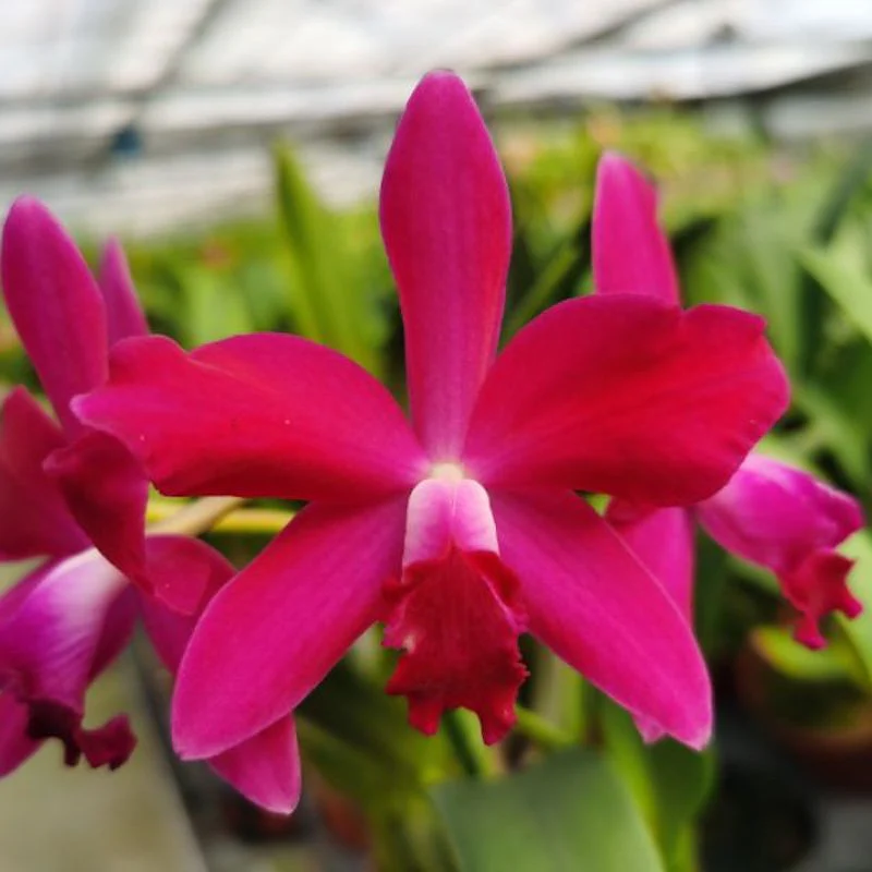 Ctt. Chief Dancing 'Red Dream’ *parfumata