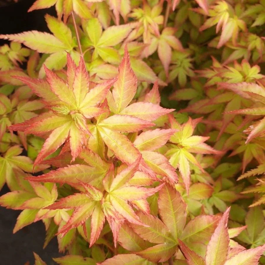 Acer palmatum 'Little princess’ (artar japonez)