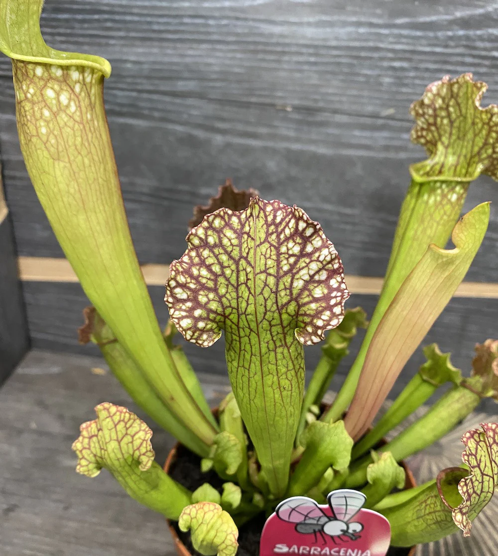 Sarracenia Velvet XL – Planta Ulcior