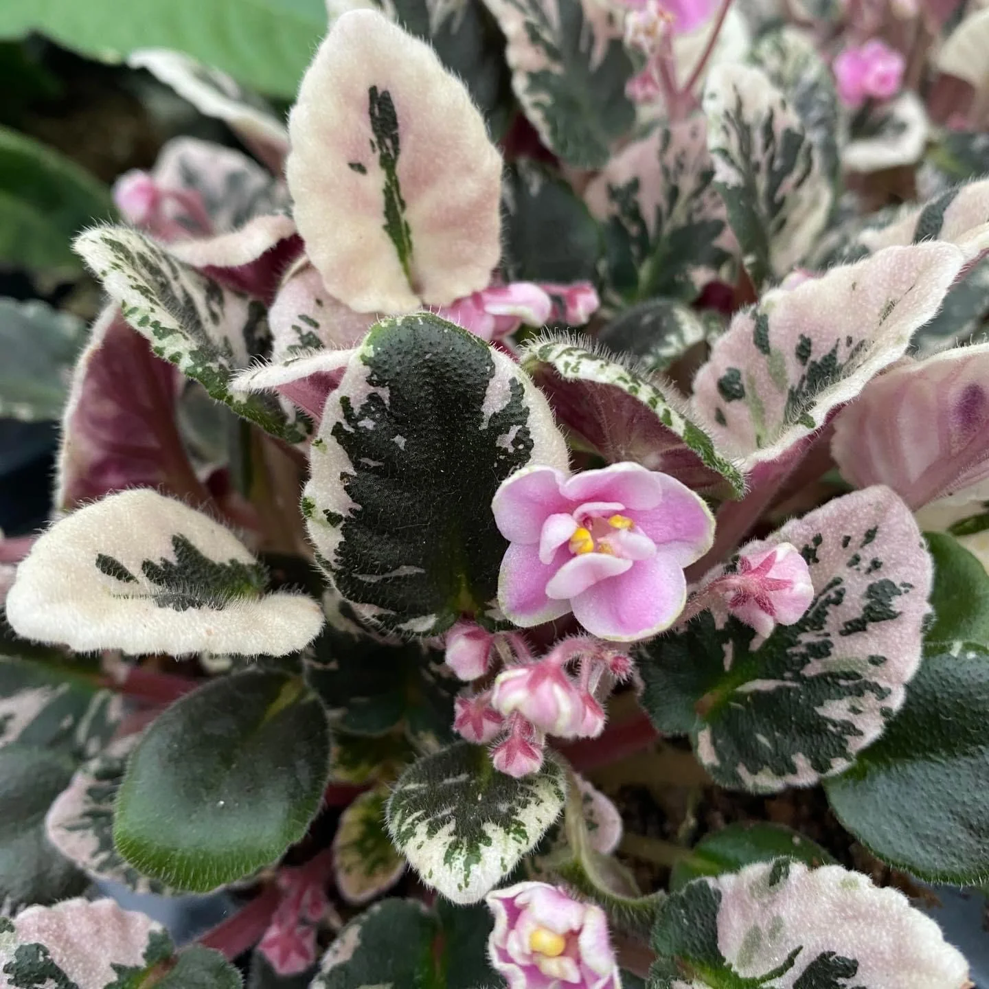Saintpaulia Joy’s Pink Halo
