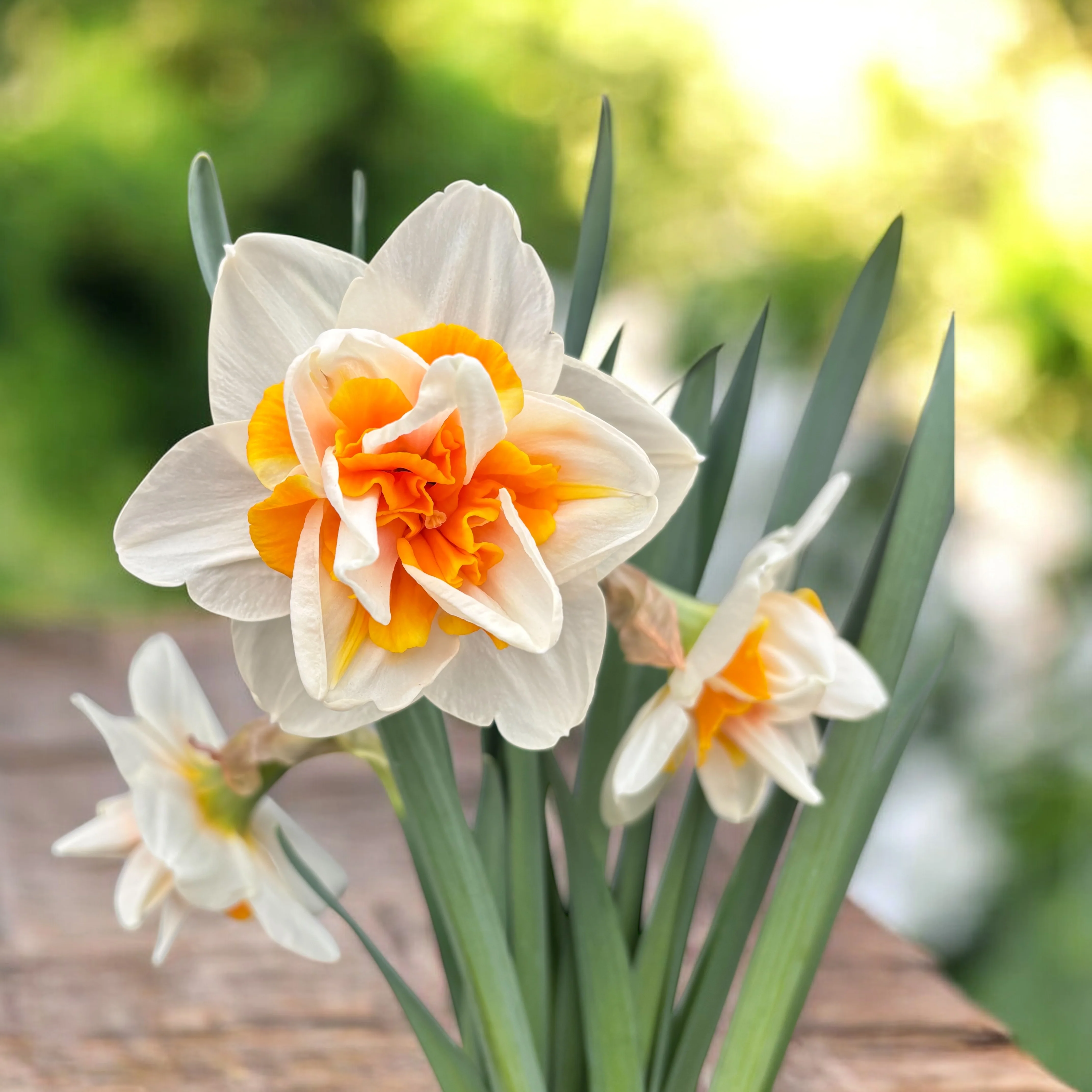 Bulbi narcise cu flori duble – Narcissus Peach Swirl