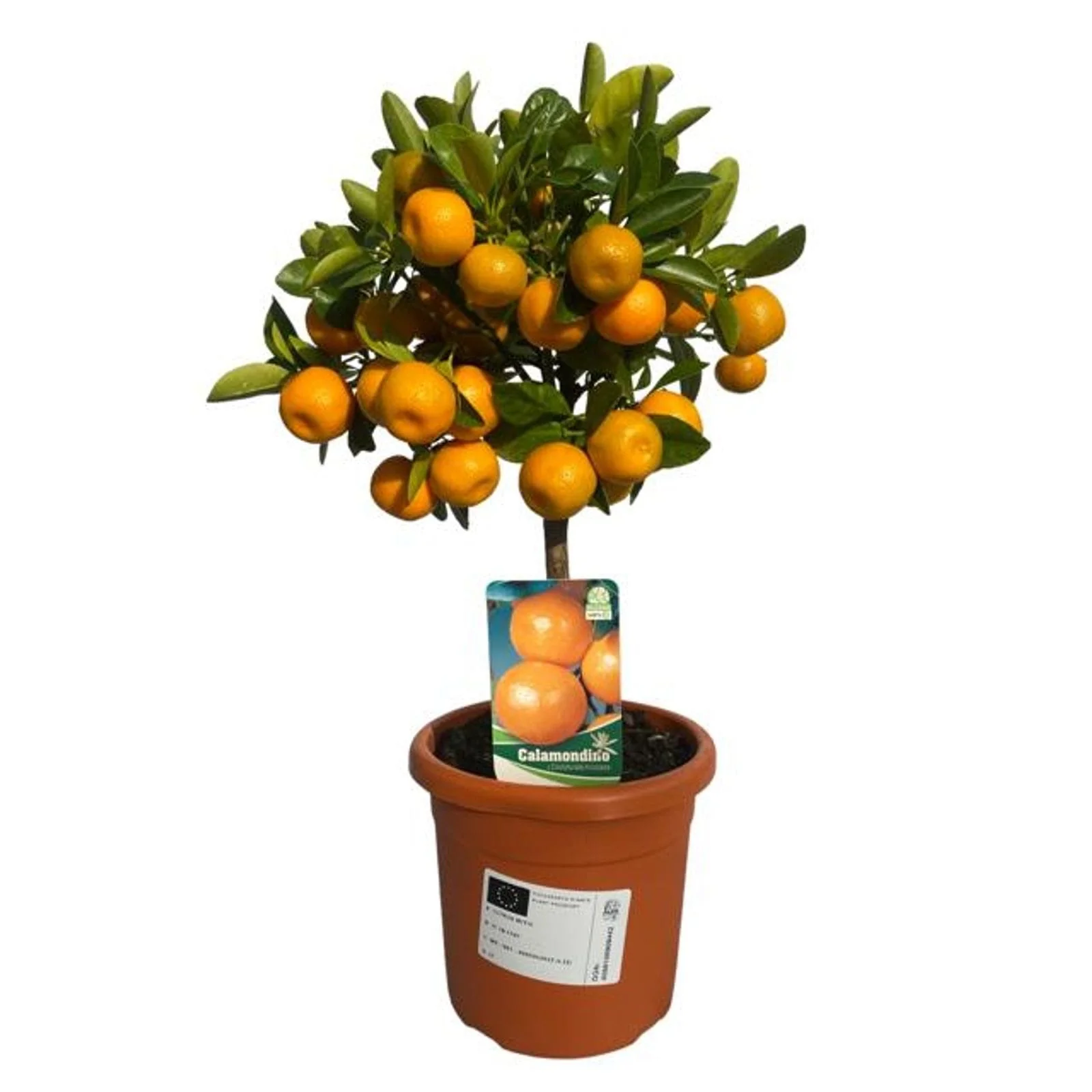 Citrus microcarpa – Calamondin (Calamasi) pe picior H45 cm