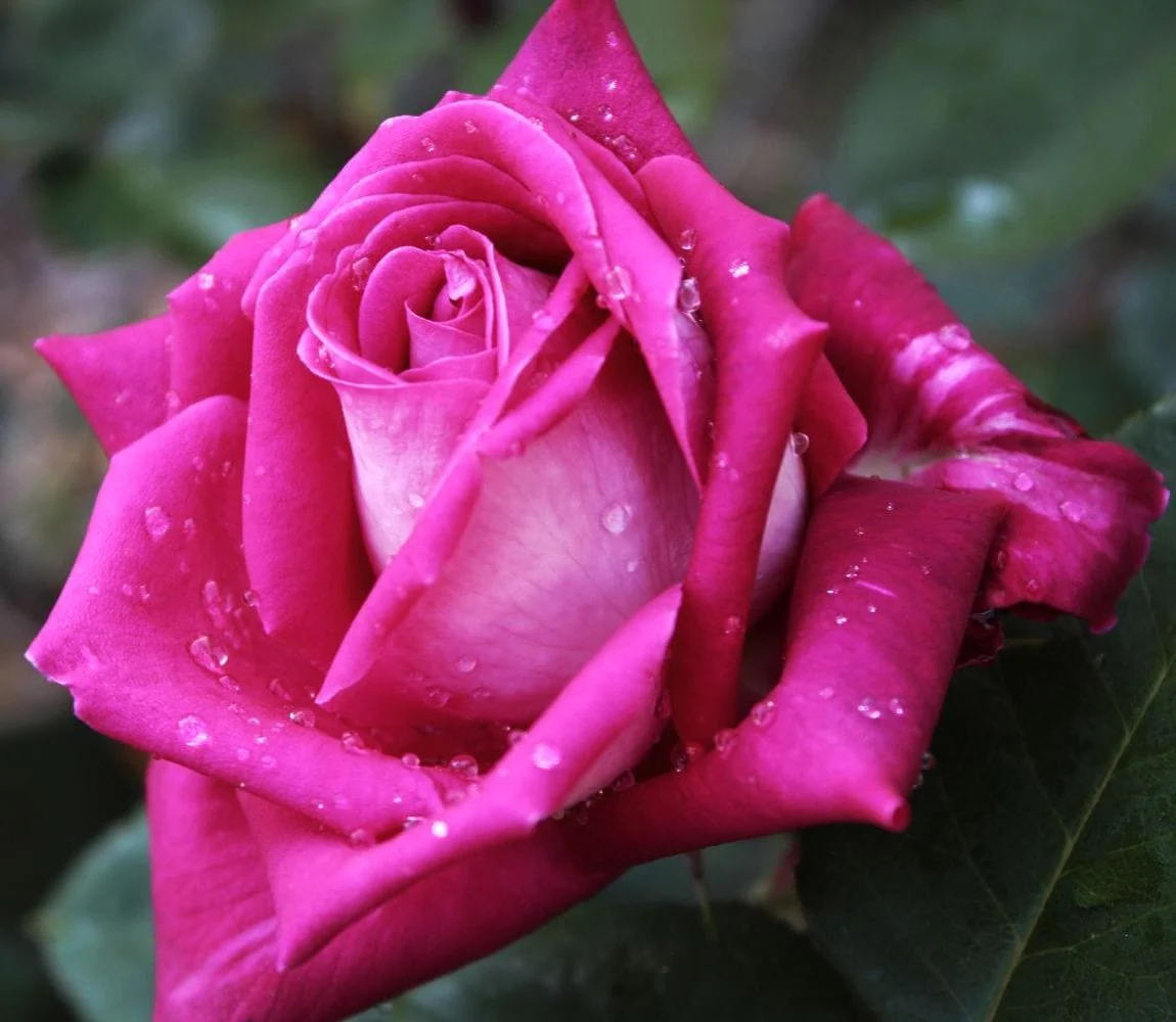 Rosa ‘Acapella’® – Trandafir teahibrid, puternic parfumat (Parfum de Nature collection)