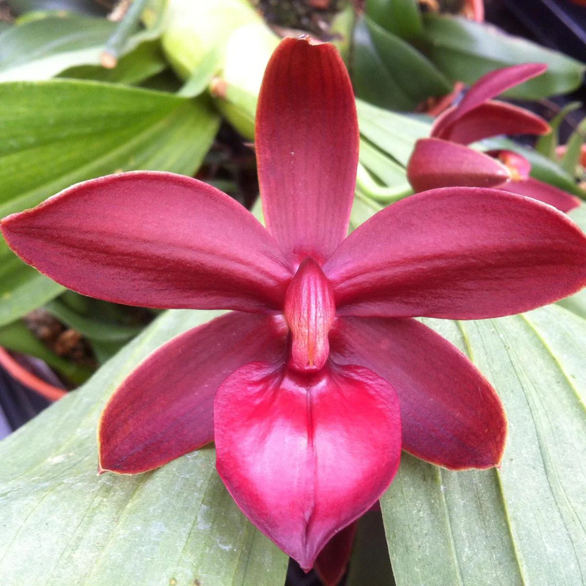 Cycd. Jumbo Phoenix 'Jumbo’ AM/TOS