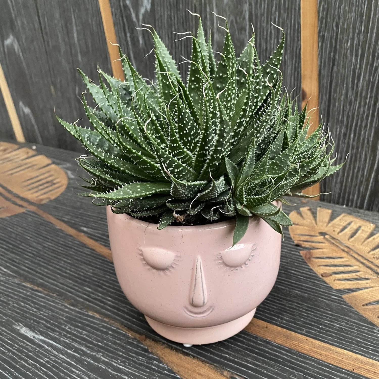 Aloe 'Aristata’