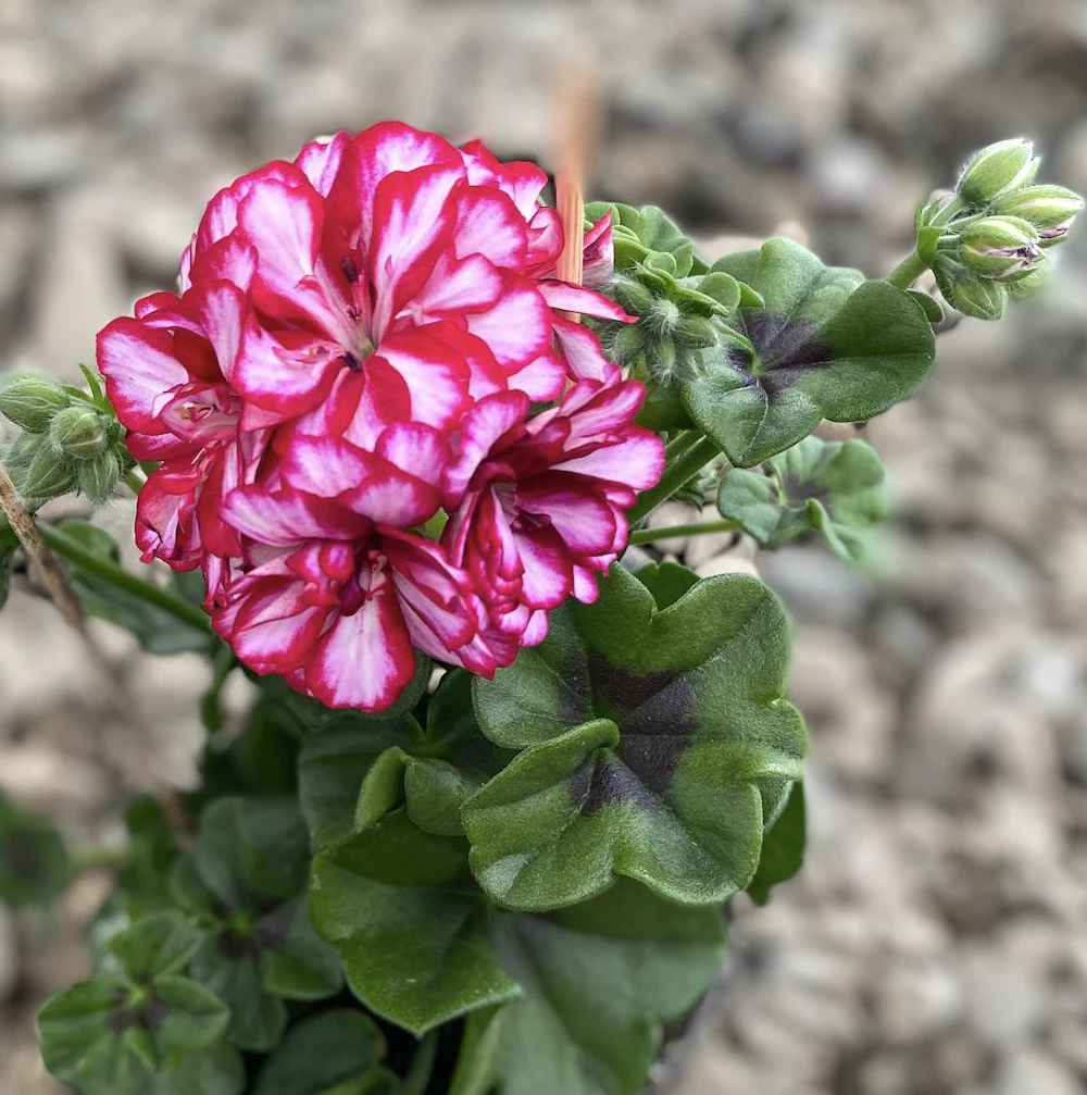 Pelargonium peltatum Royal CandyChoc – muscate cu floarea dubla bicolora