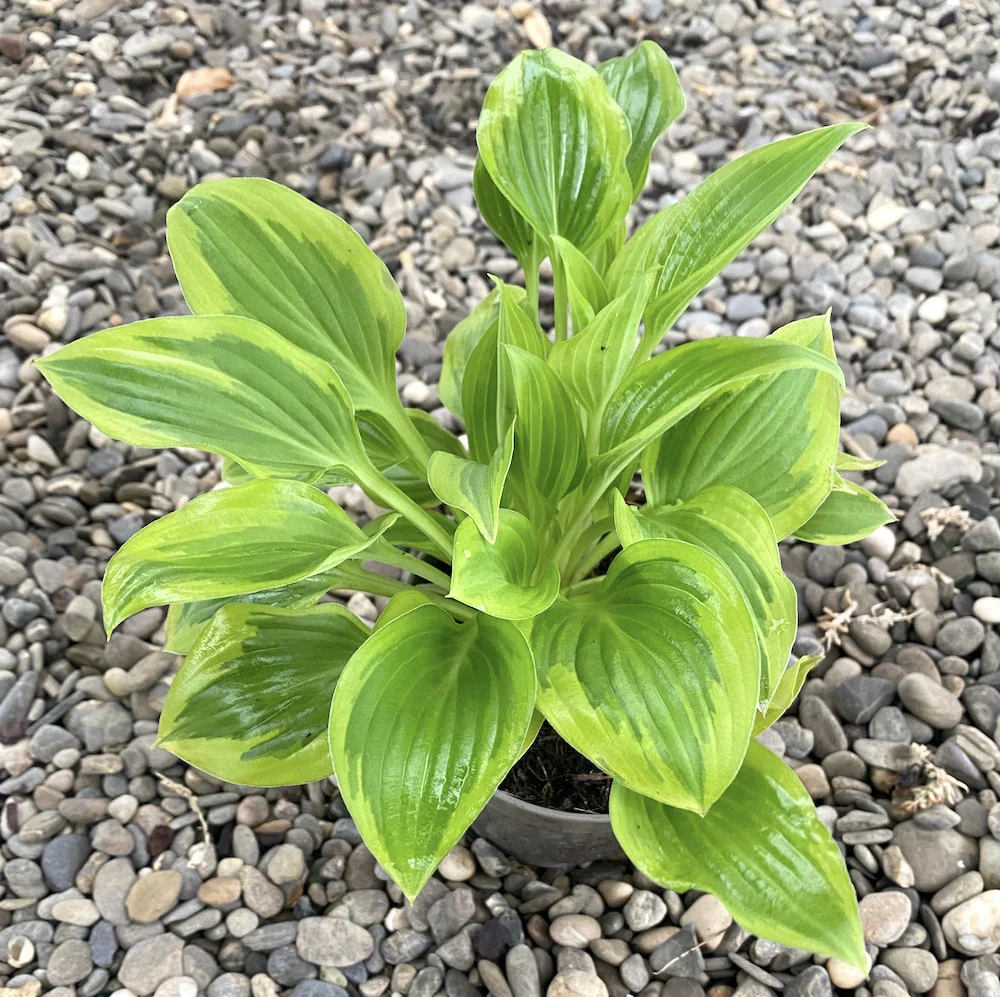 Hosta 'Pilgrim’ (Plantain Lily 'Pilgrim’) – crin de toamna