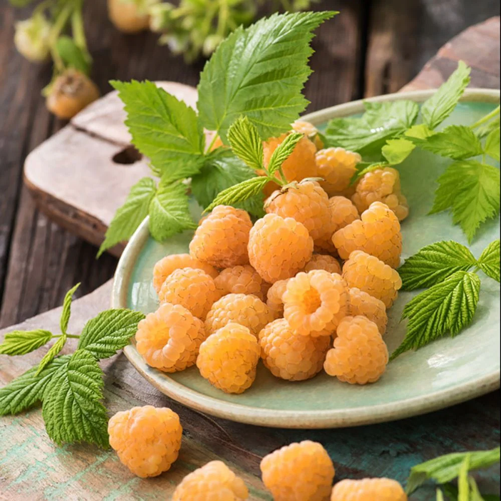 Zmeur – Rubus idaeus 'Golden Everest’