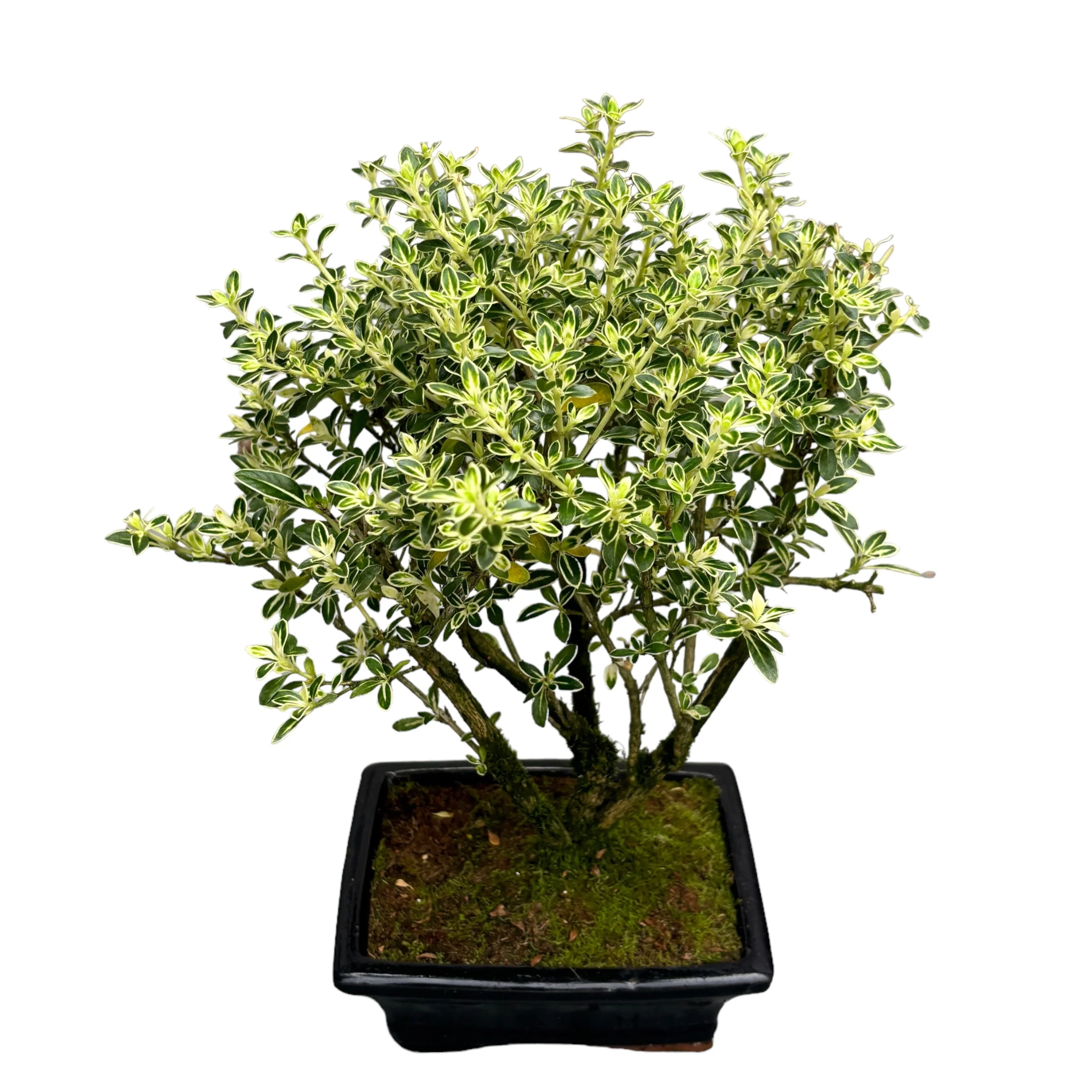Bonsai Serissa Variegata (bonsai de exterior) – Arborele de 1000 de stele