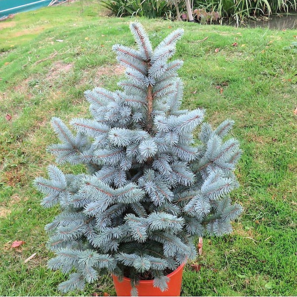 Brad argintiu in ghiveci – Picea pungens 'Super Blue’ H95-100 cm