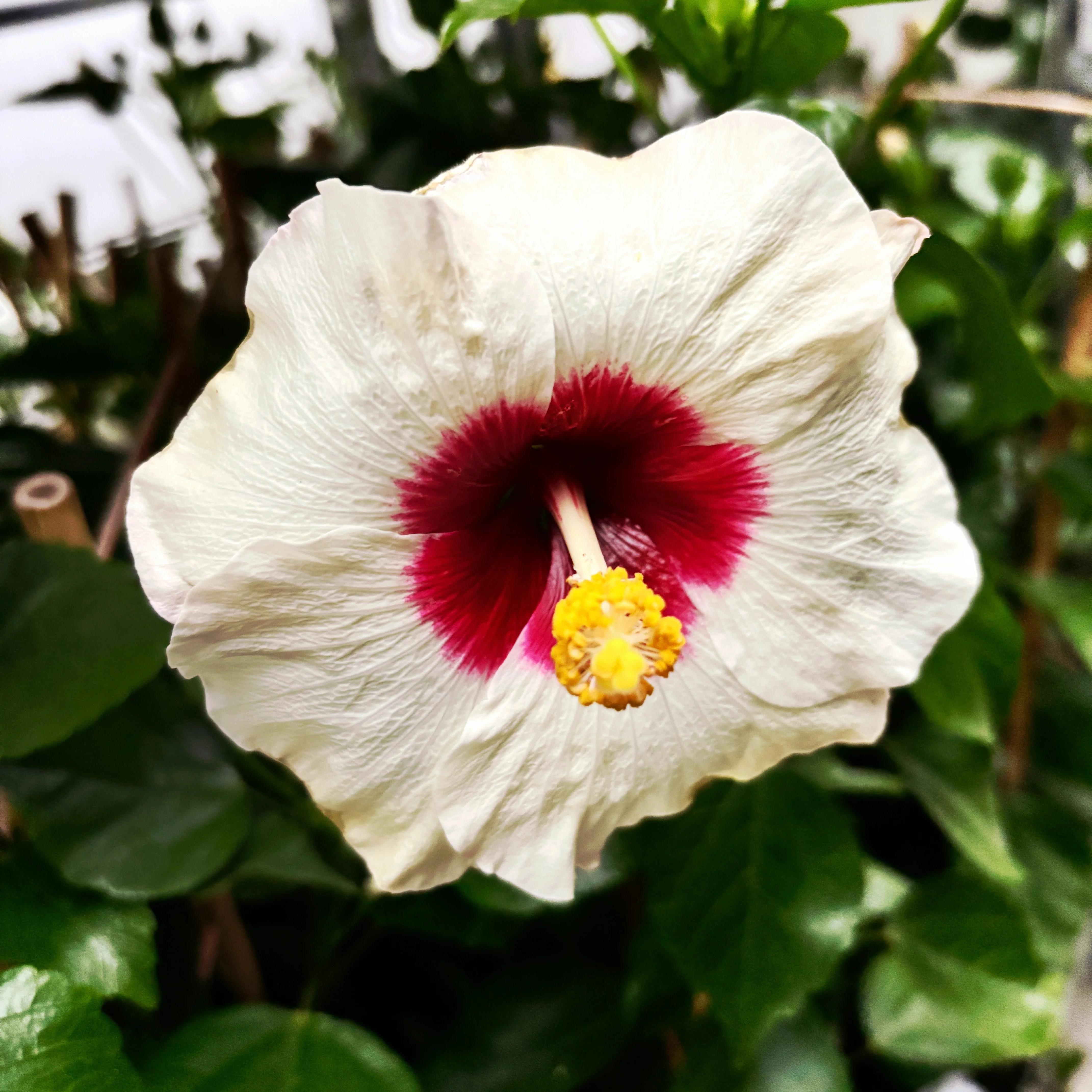 Hibiscus 'Adonicus Pearl’- exemplare XL 2-3pp