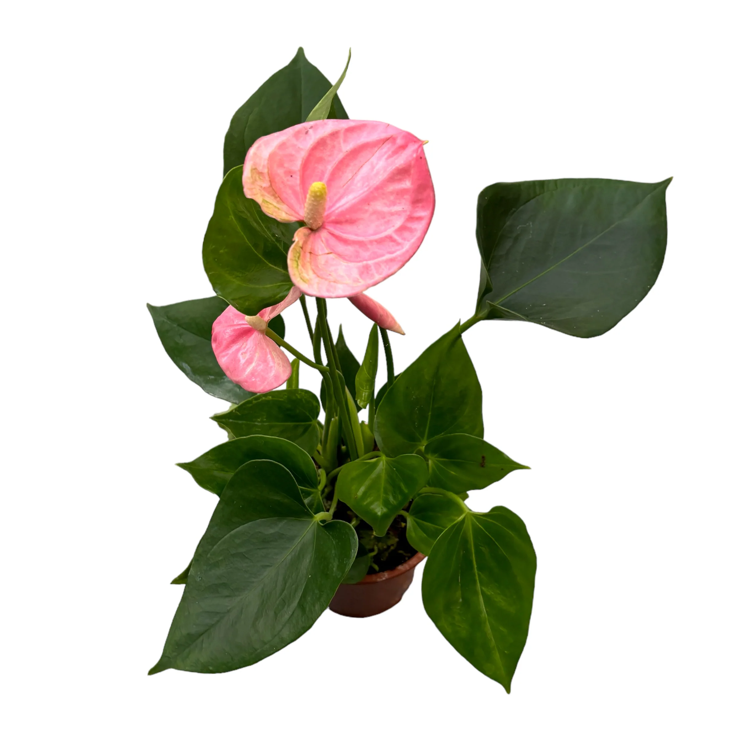 Anthurium 'Sweet Leny’