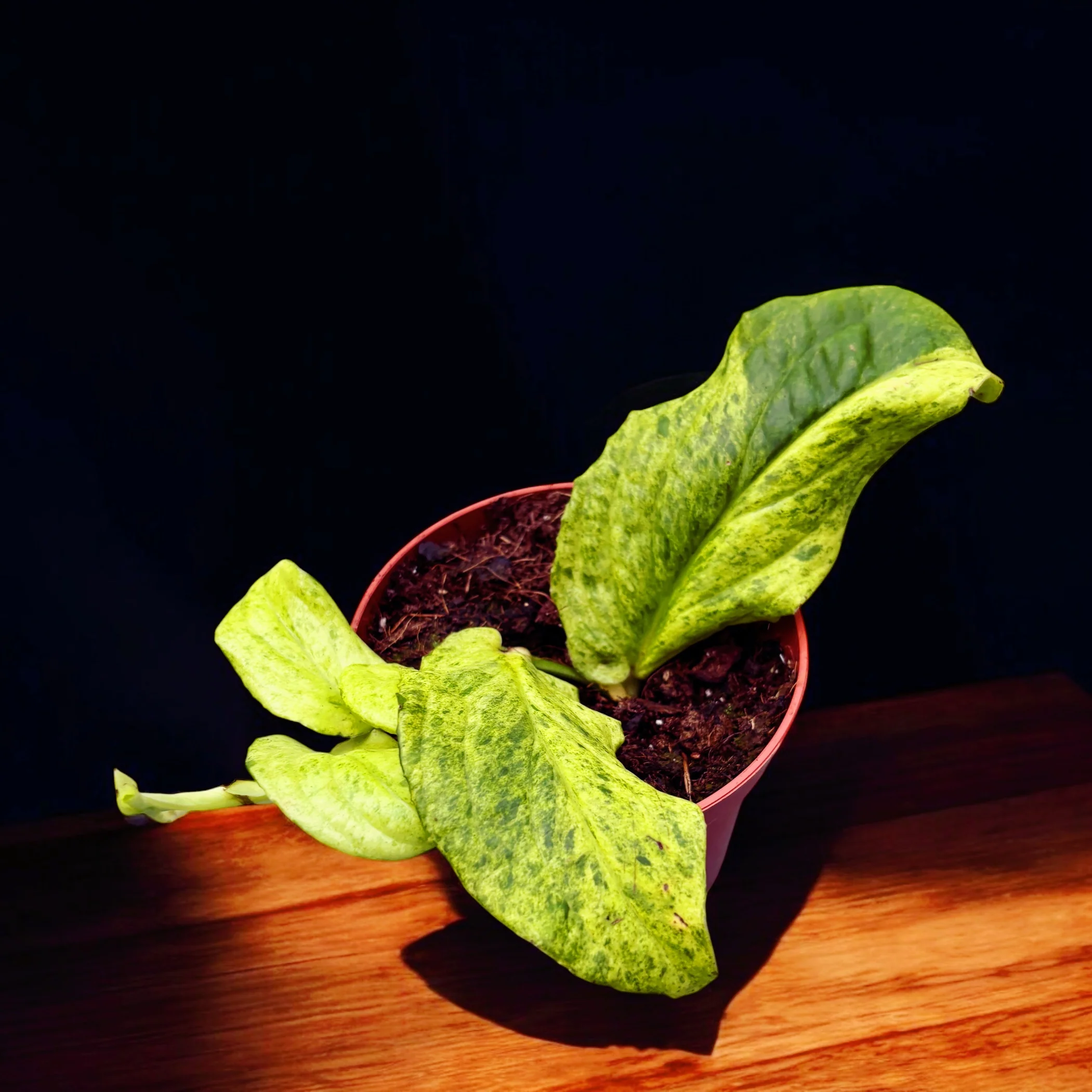 Rhaphidophora korthalsii 'Marble-Aurea’ (variegata)