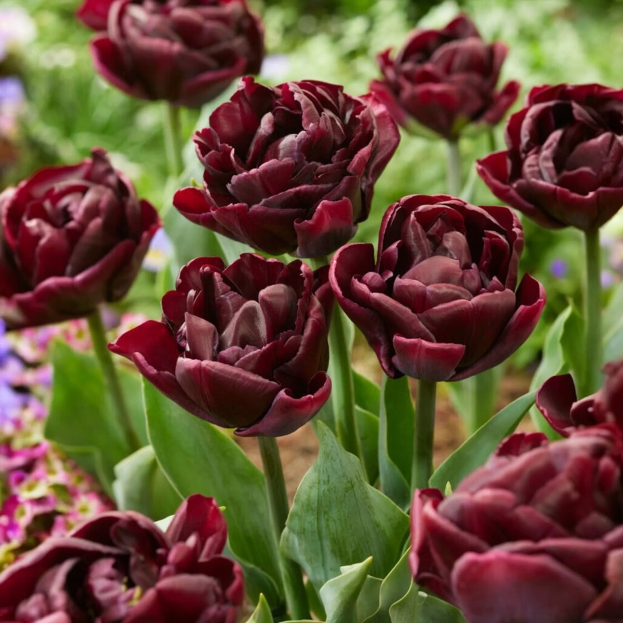 Tulipa ‘Canyon’ – lalea dubla burgundy spectaculoasa