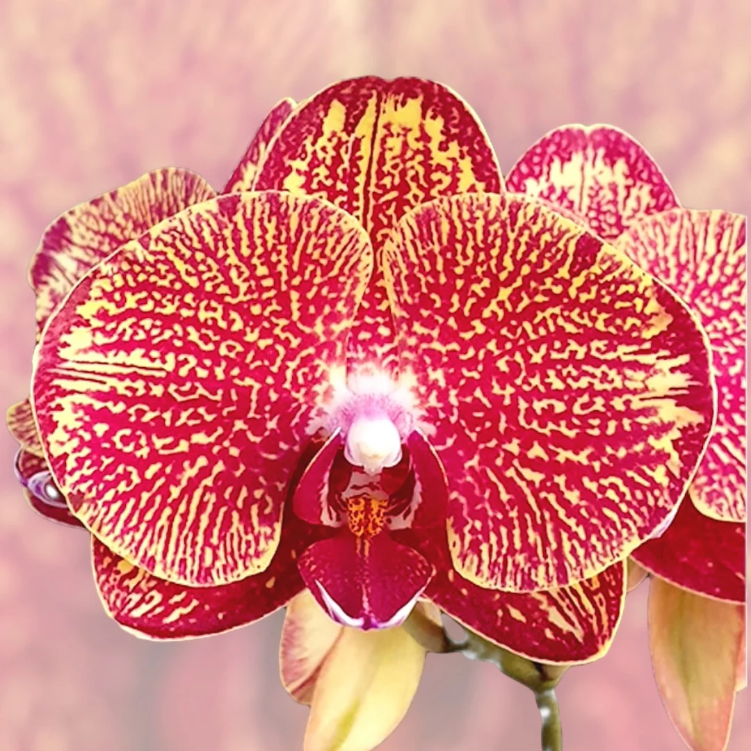Phalaenopsis I-Hsin Picture '292′