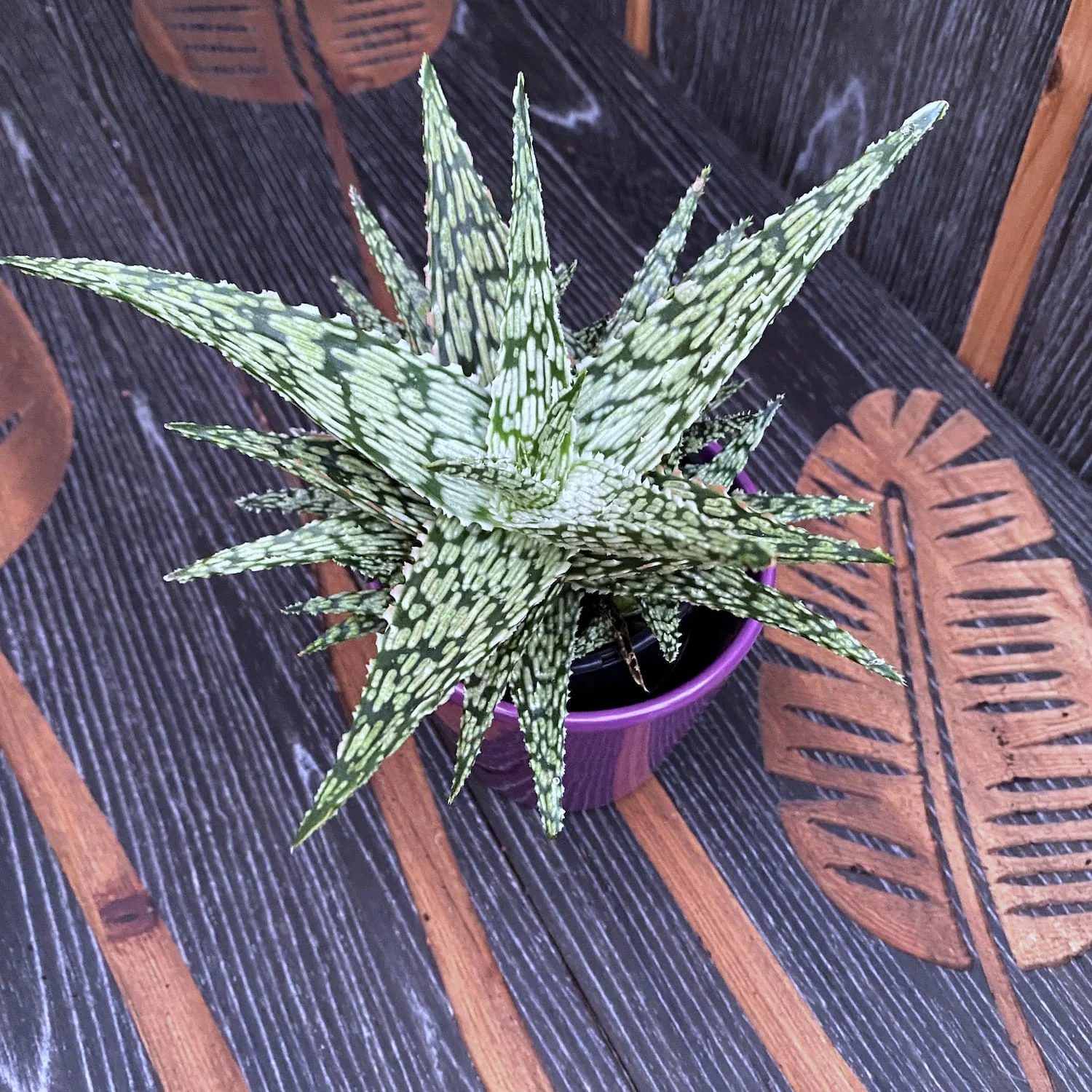 Aloe Croco