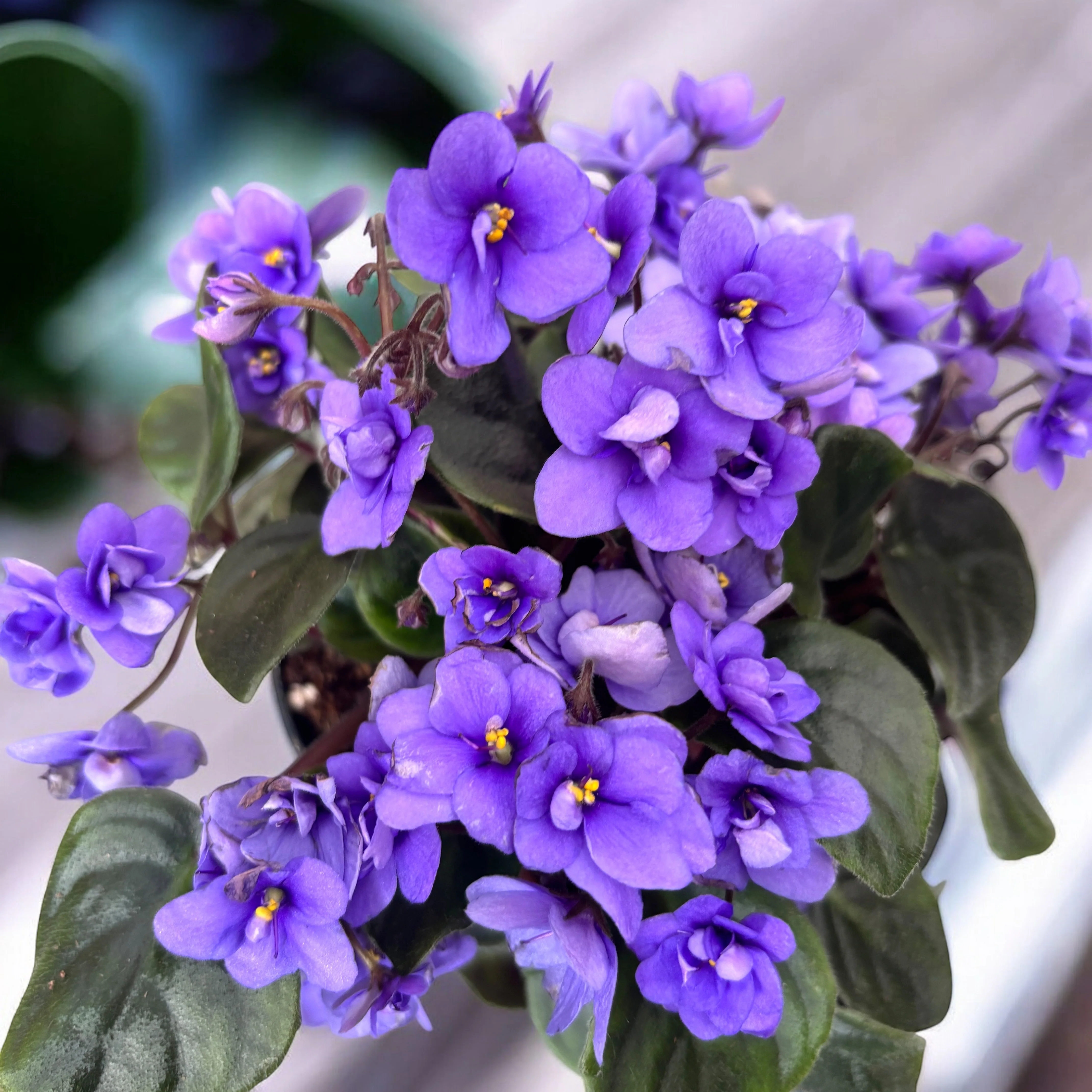Saintpaulia ‘Rob’s Gundaroo’ (Mini Blue) – violete speciale