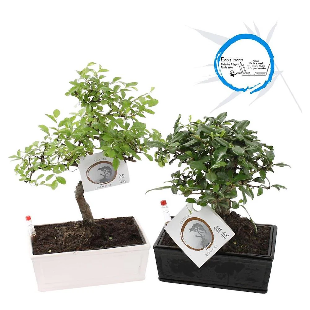 Bonsai in vas ceramic cu senzor de umiditate (mix de varietati)