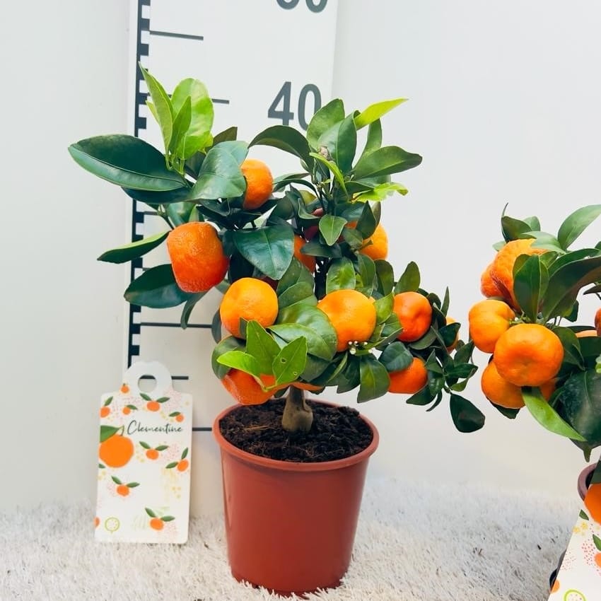 Citrus reticulata 'Clementine’ – Clementin in ghiveci
