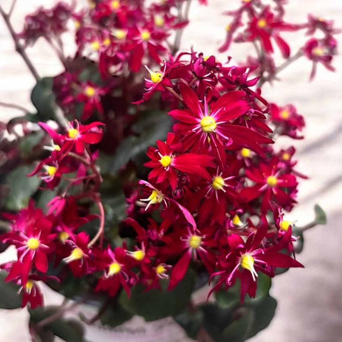 Saxifraga cortusifolia Dancing Pixies® ‘Tessy’ – floare de toamna cu flori rosii