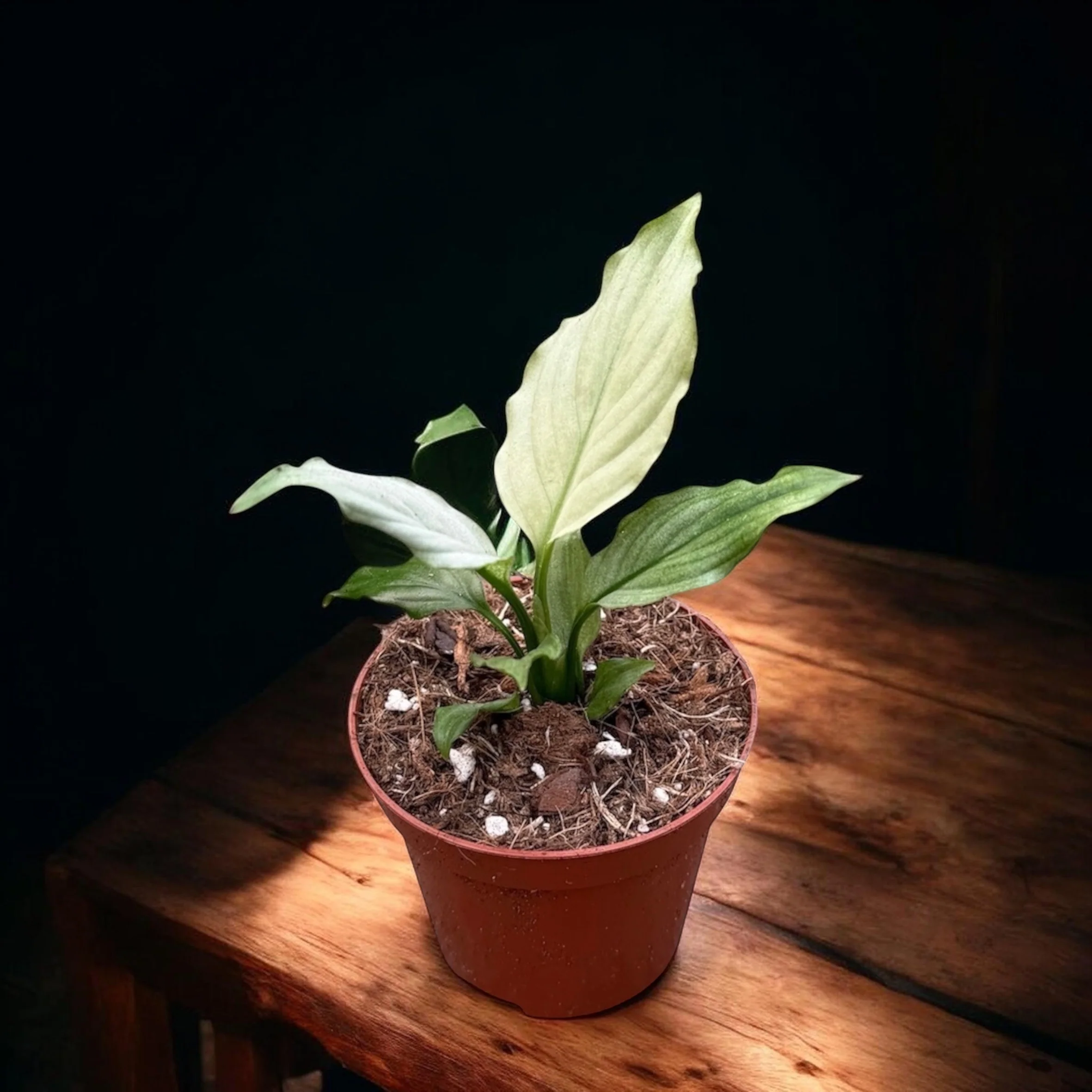Spathiphyllum ‘Blue Ice’ – crinul pacii cu frunzis verde-argintiu