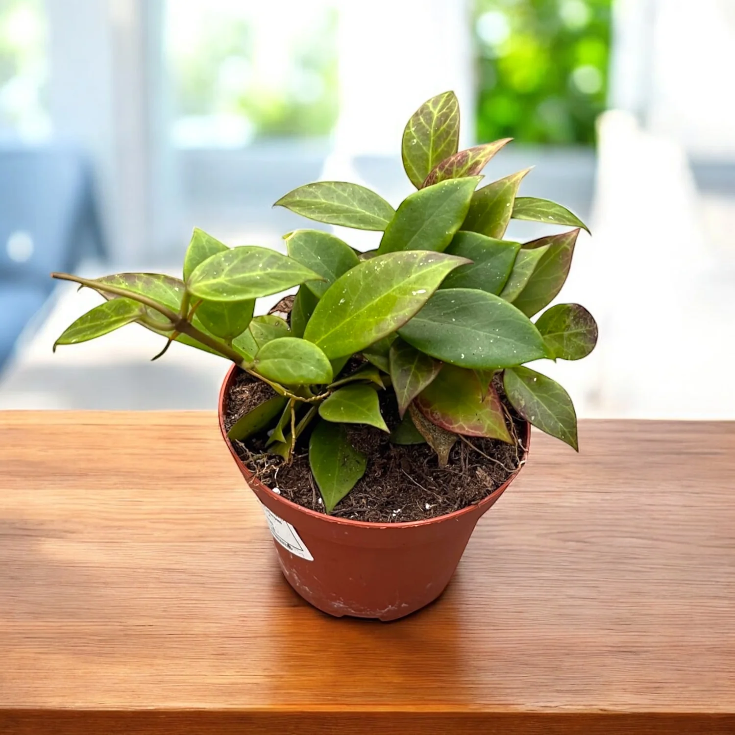 Hoya 'Sunrise’ – full pots
