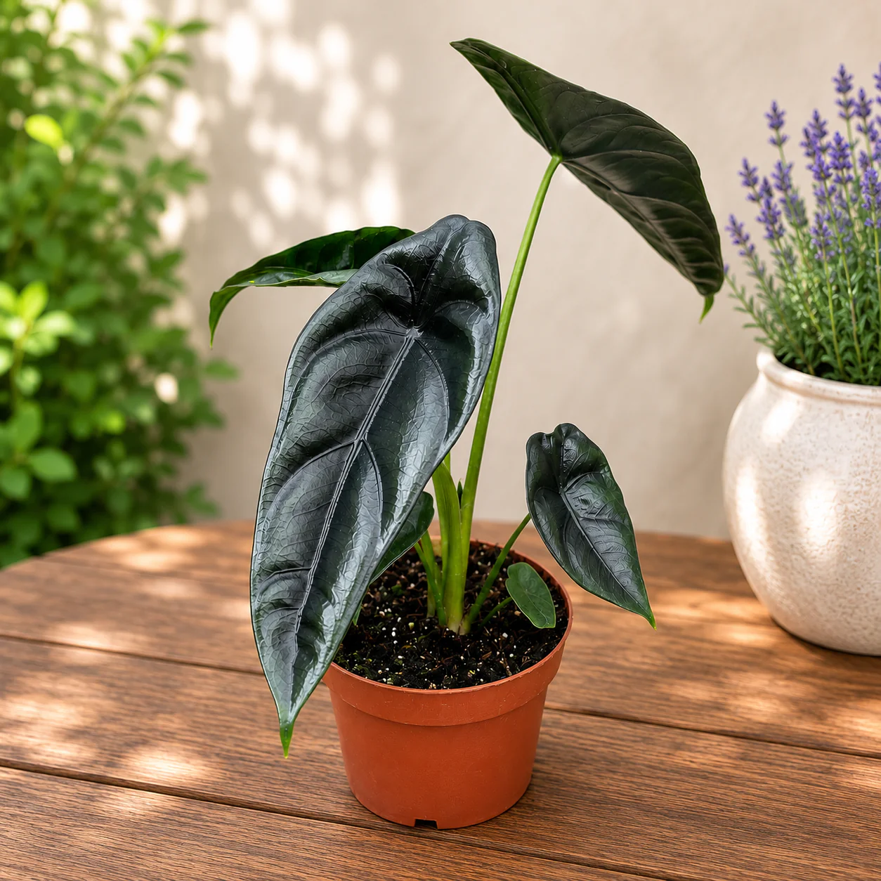 Alocasia venusta – alocasia rara de interior, cu frunze catifelate si nervuri contrastante