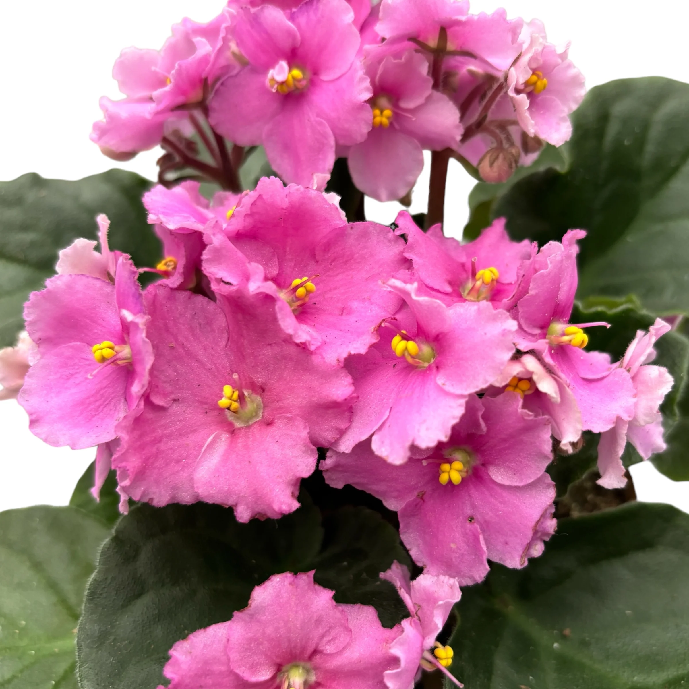 Saintpaulia Teresa – violete crete roz