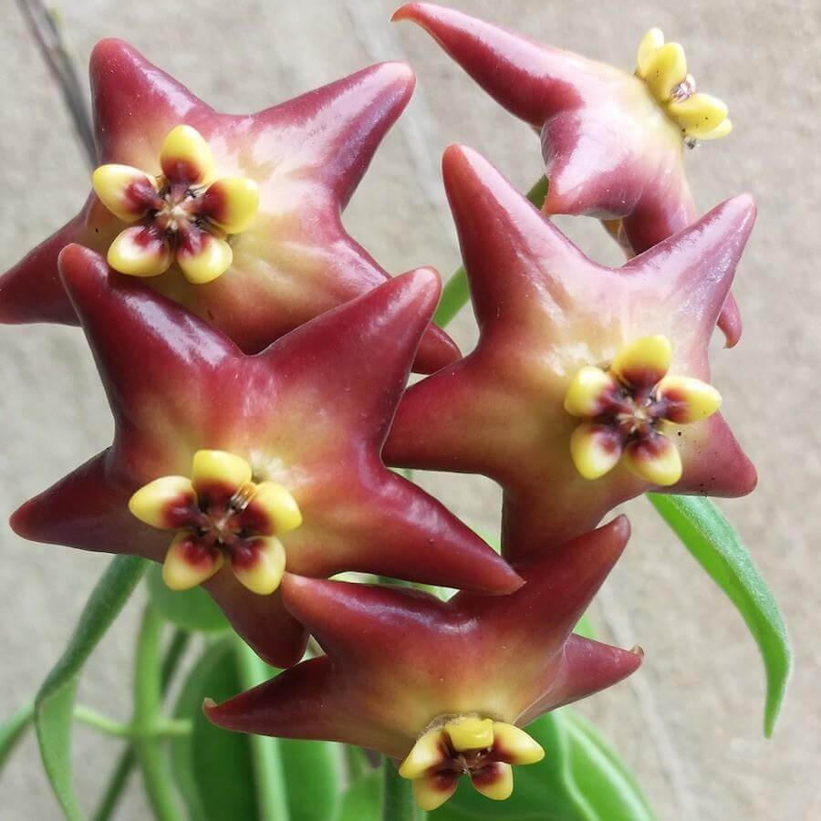 Hoya 'Optimistic’ (Hoya 'Ruthie’ x Hoya ciliata) – parfum de lamaie