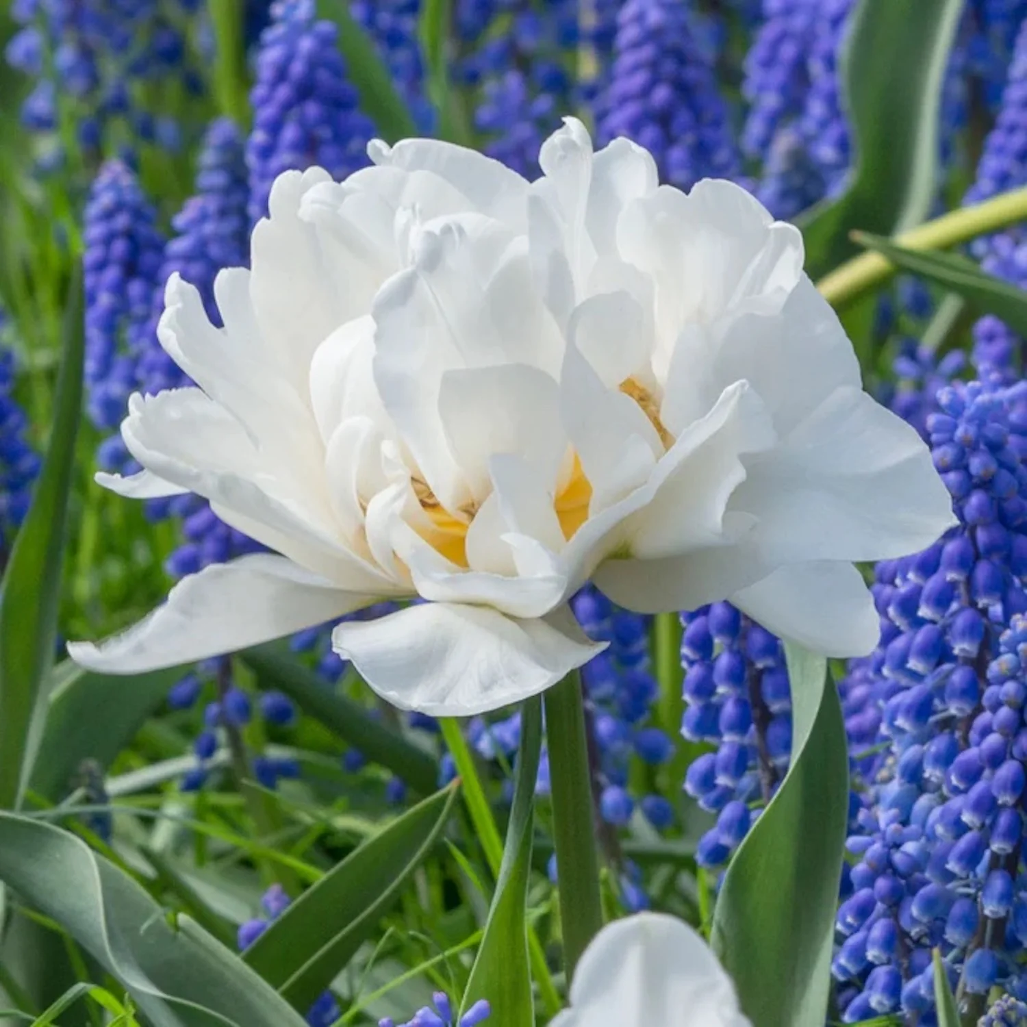 Bulbi de lalele cu flori duble albe-crem in ghiveci – Tulip Popcorn