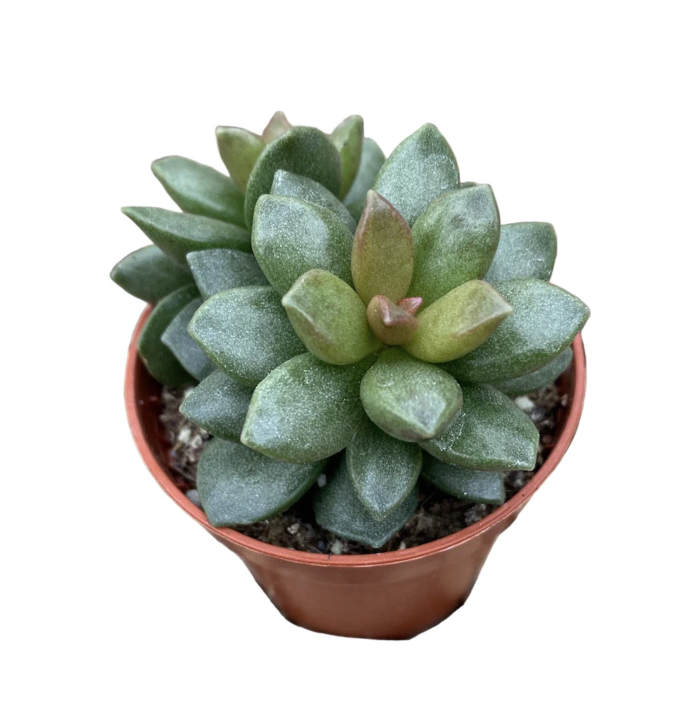 Adromischus schuldtianus