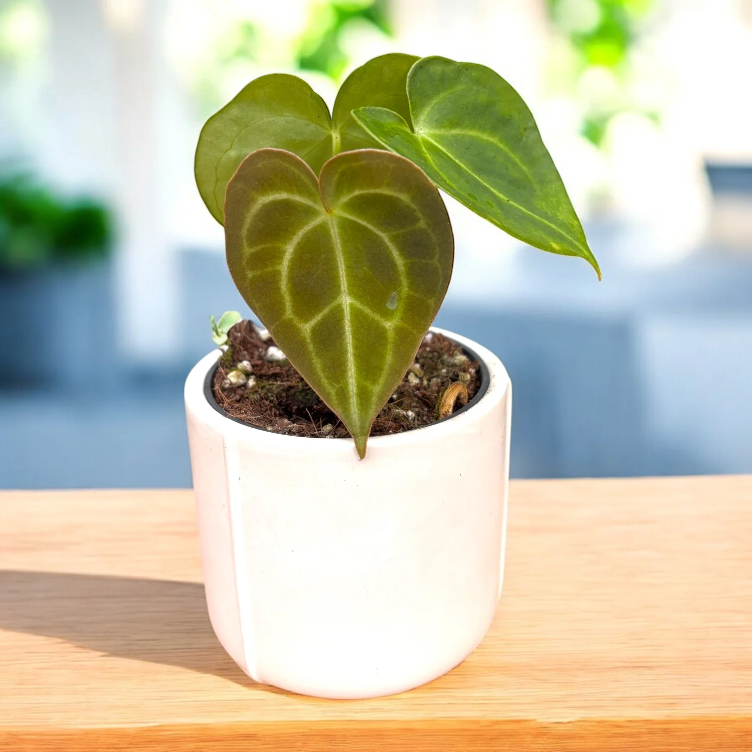 Anthurium clarinervium (babyplant) – bijuterie botanica