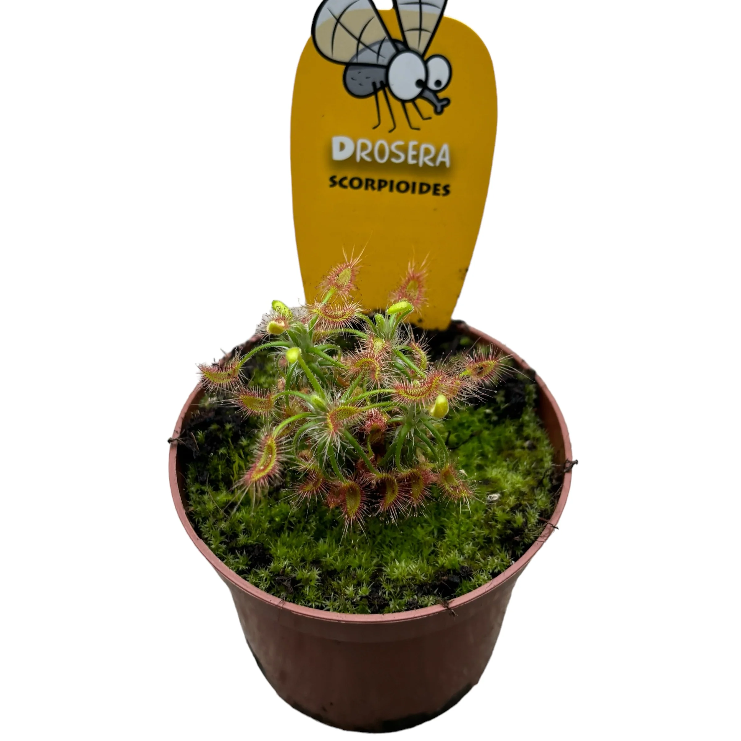 Drosera Scorpioides – Roua cerului