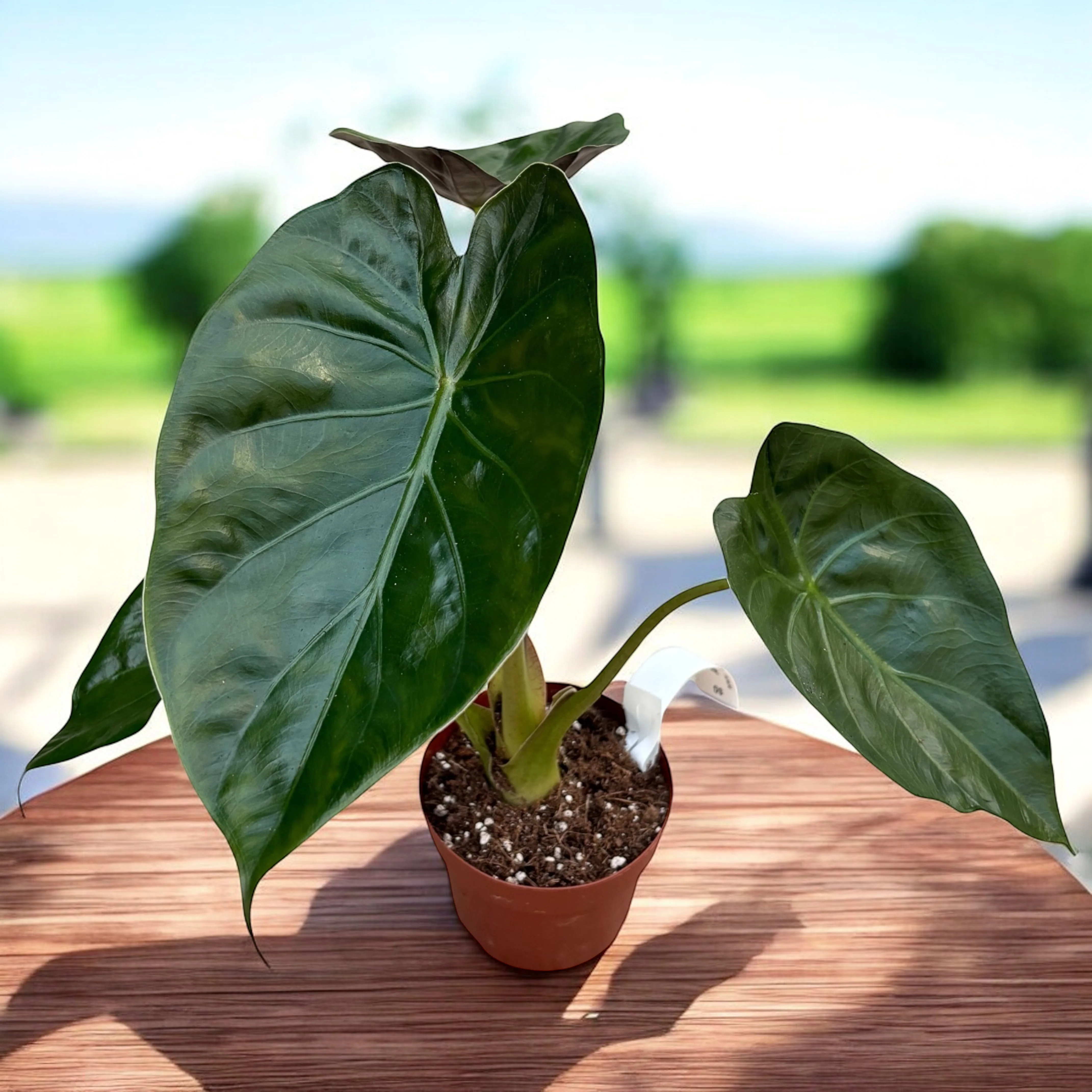 Alocasia wentii – Urechea elefantului