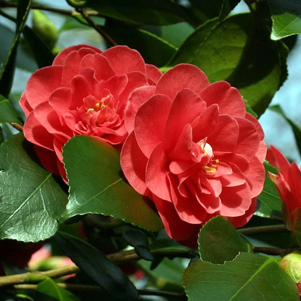 Camellia japonica 'Campbellii’ – rezistenta la inghet