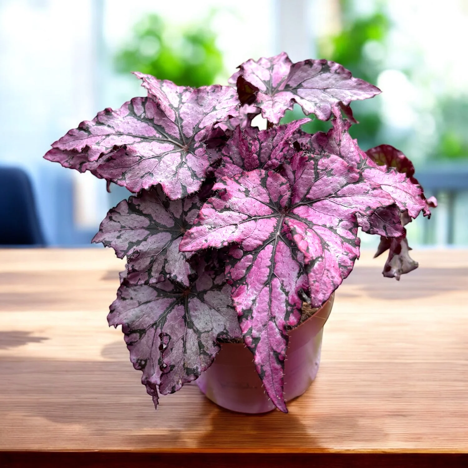 Begonia Bewitched Pink