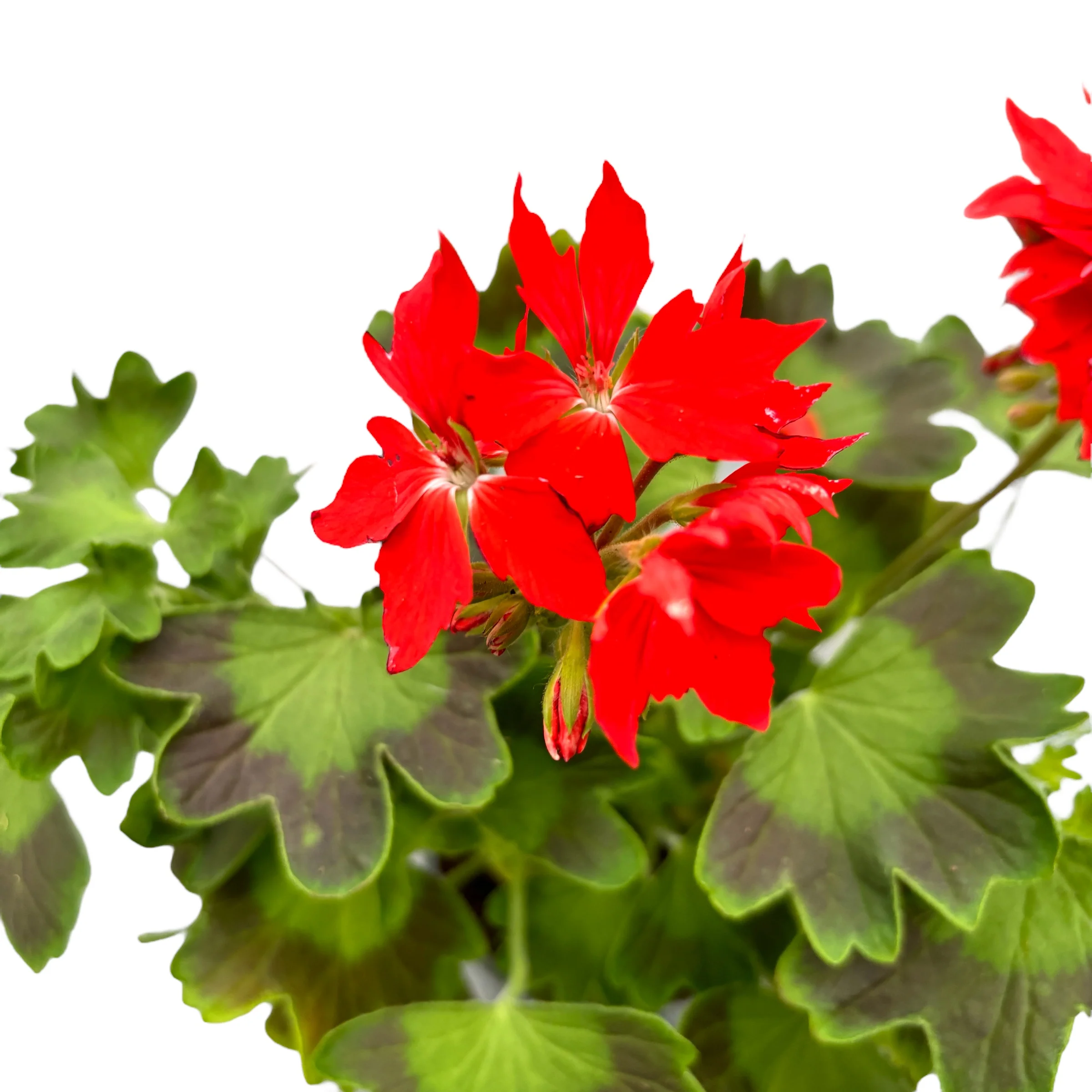 Muscate stelate rosii – Pelargonium Fireworks 'Scarlet’