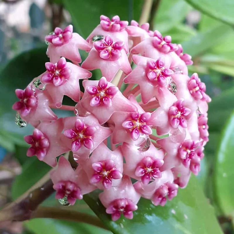 Hoya 'Sweet Scent’ parfumata